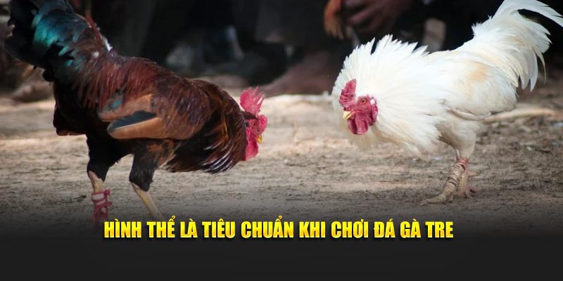 Hình thể là tiêu chuẩn khi chơi đá gà tre