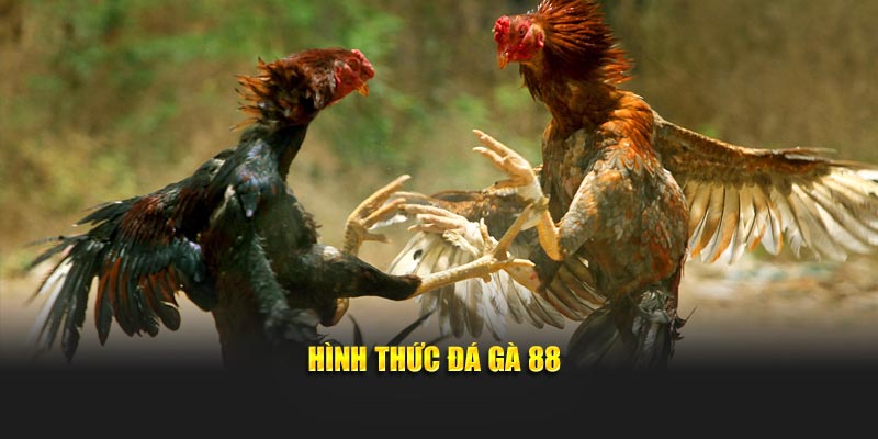 Hình thức đá gà 88