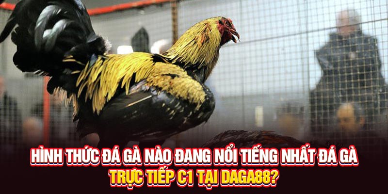 Nhiều loại hình đá gà phổ biến tại Daga88