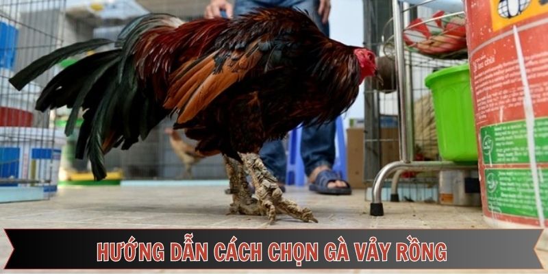 Hướng dẫn cách chọn gà vảy rồng tại Daga88