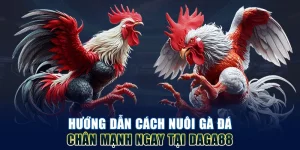 Cách nuôi gà đá chân mạnh hiệu quả tại Daga88