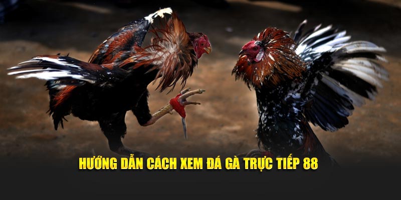 Hướng dẫn cách xem đá gà trực tiếp 88