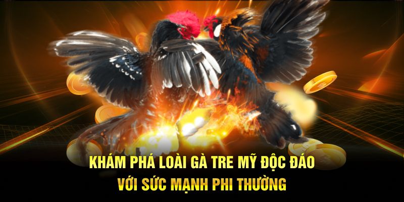 Khám phá về loại hình gà tre mỹ độc đáo