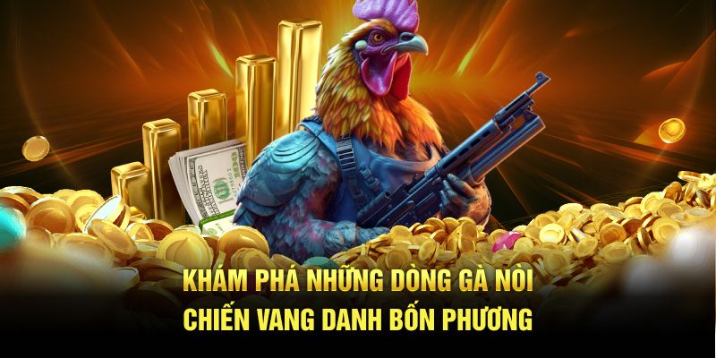 Khám phá những dòng gà nòi vang danh