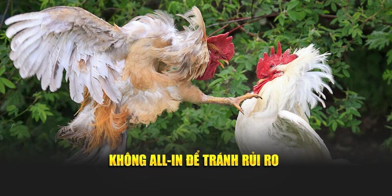 Không all-in cược đá gà để tránh rủi ro