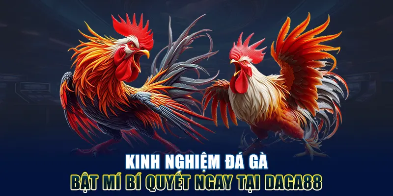 Lý do thành viên nên nắm rõ kinh nghiệm đá gà