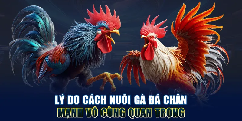 Lý do cách nuôi gà đá chân mạnh quan trọng