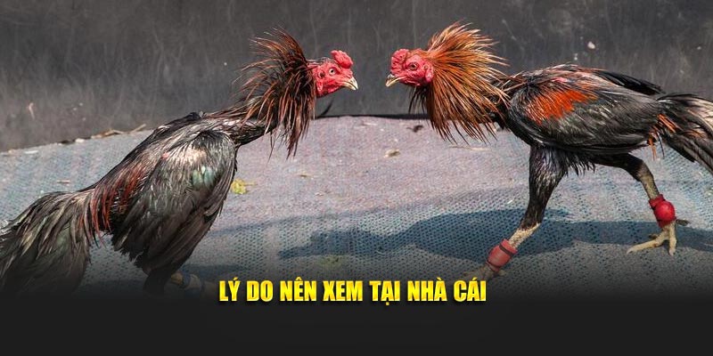 Lý do nên xem đá gà trực tiếp tại Daga88