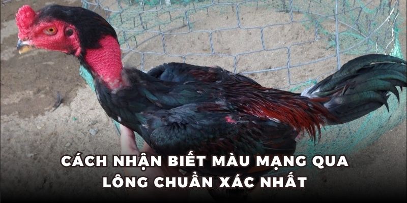 Cách nhận biết màu mạng qua lông gà