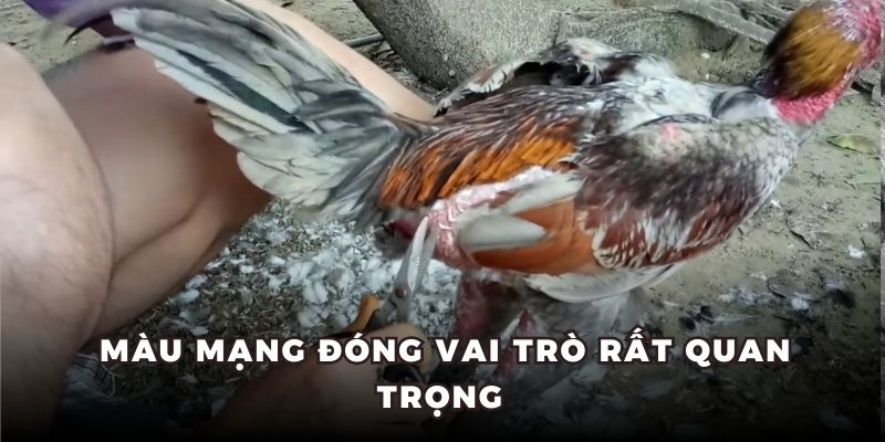 Màu mạng đóng vai trò quan trọng