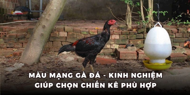 Cùng Daga88 lựa chọn màu mạng gà đá