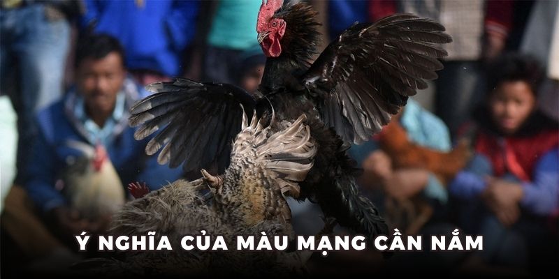 Tổng hợp màu mạng gà đá cho người chơi