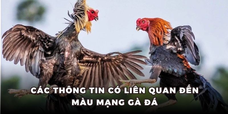 Màu mạng gà đá tổng quan thông tin