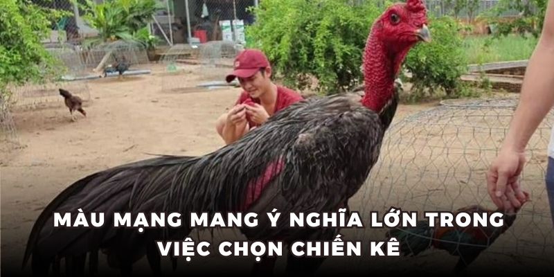 Ý nghĩa chọn màu mạng gà đá