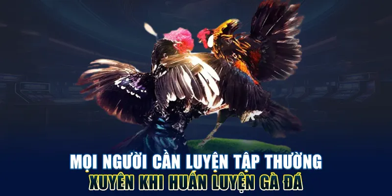 Cách nuôi gà đá chân mạnh về luyện tập