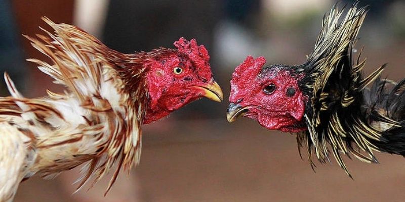 Nắm rõ tin tức về các kê thủ tham gia Daga88