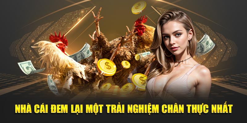 Nhà cái Daga88 đem lại trải nghiệm chân thực