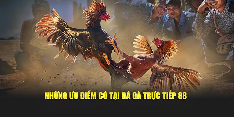 Những ưu điểm có tại đá gà trực tiếp 88