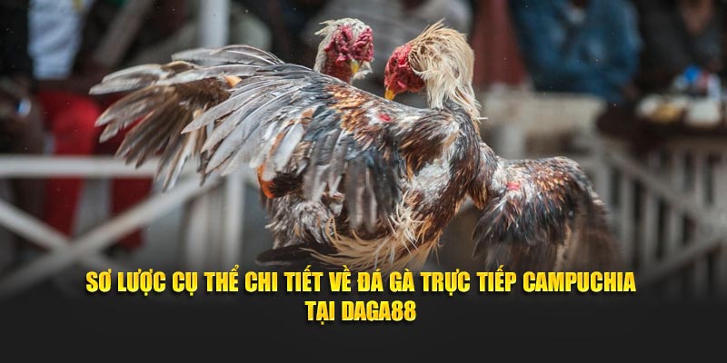 Sơ lược về đá gà trực tiếp Campuchia