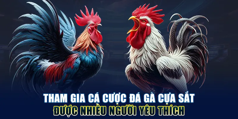 Tham gia cá cược đá gà cựa sắt được nhiều người yêu thích
