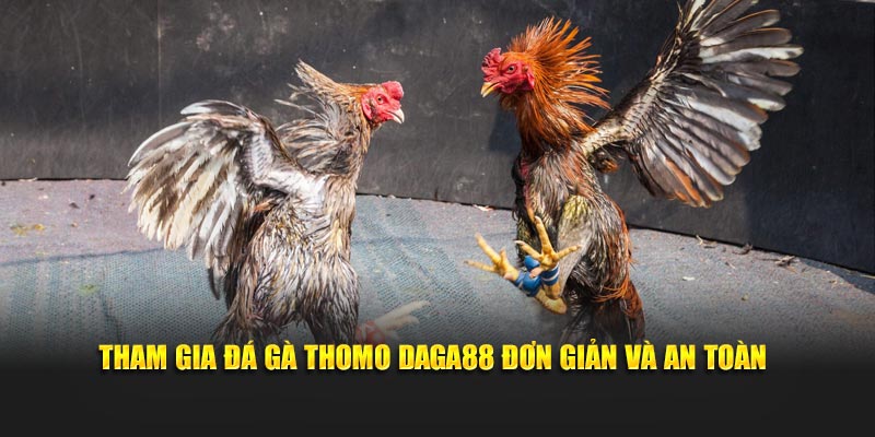 Tham gia đá gà trực tiếp Thomo đơn giản