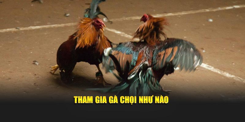 Cách thức chơi gà chọi như thế nào