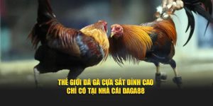 Loại hình đá gà cựa sắt đỉnh cao tại Daga88