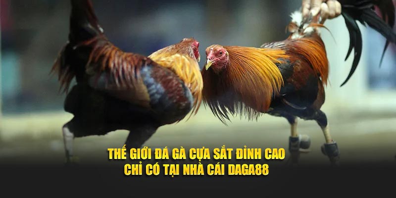 Loại hình đá gà cựa sắt đỉnh cao tại Daga88