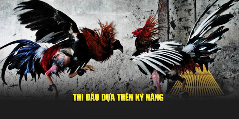 Đá gà trực tiếp thi đấu dựa trên kỹ năng