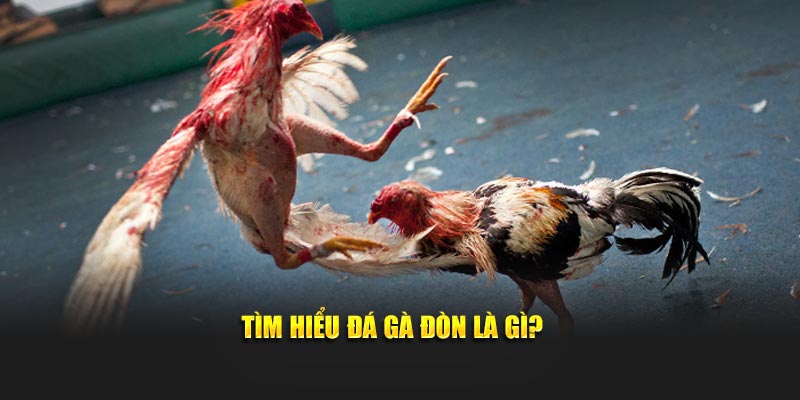 Tìm hiểu đá gà đòn là gì?