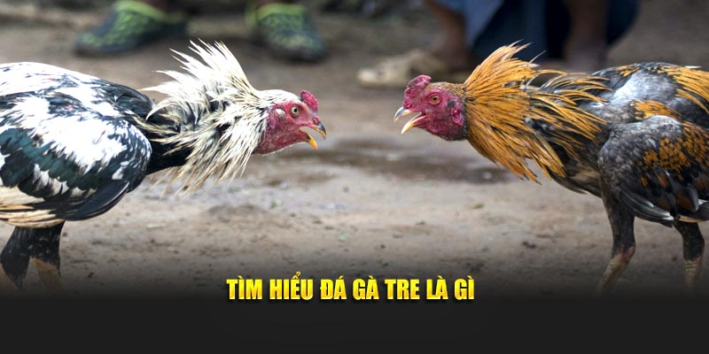 Cùng Daga88 tìm hiểu về đá gà tre là gì