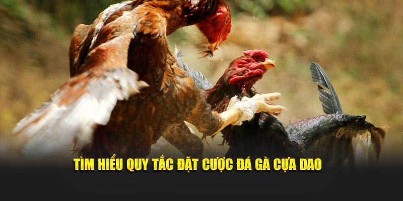 Tìm hiểu quy tắc đặt cược đá gà cựa dao
