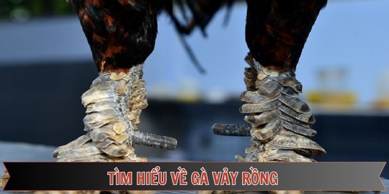 Cùng Daga88 tìm hiểu về gà vảy rồng