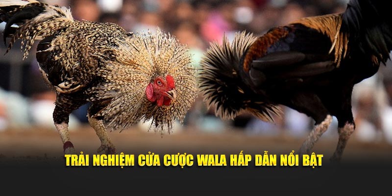 Trải nghiệm cửa cược Wala hấp dẫn tại Daga88
