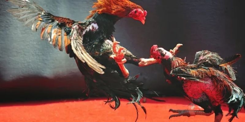 Trải nghiệm tỷ lệ cược hòa tại Daga88