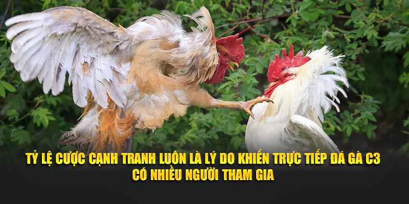 Tỷ lệ cược cạnh tranh luôn là lý do khiến Trực tiếp đá gà C3 có nhiều người tham gia