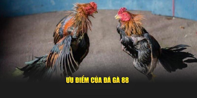 Ưu điểm của đá gà 88