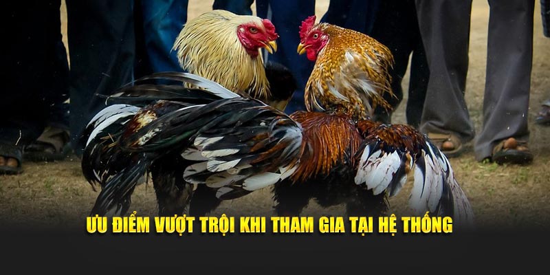 Ưu điểm khi tham gia đá gà trực tiếp Campuchia