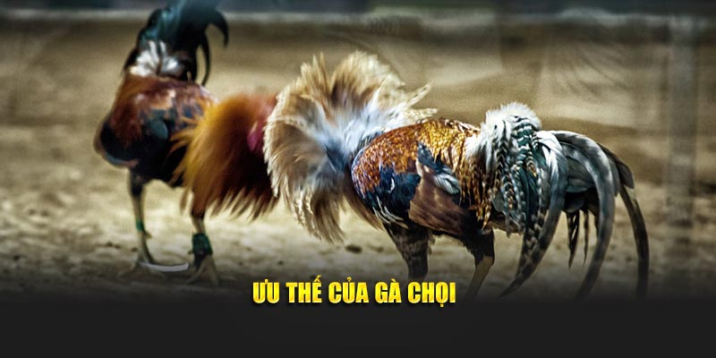 Ưu điểm về loại hình gà chọi thu hút người chơi