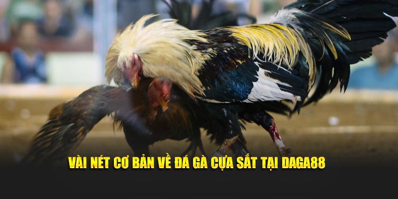 Vài nét cơ bản về đá gà cựa sắt tại DAGA8