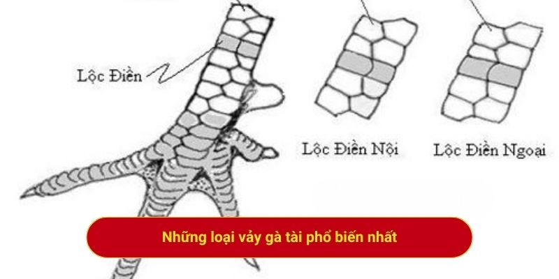 Những loại vảy gà tài phổ biến nhất