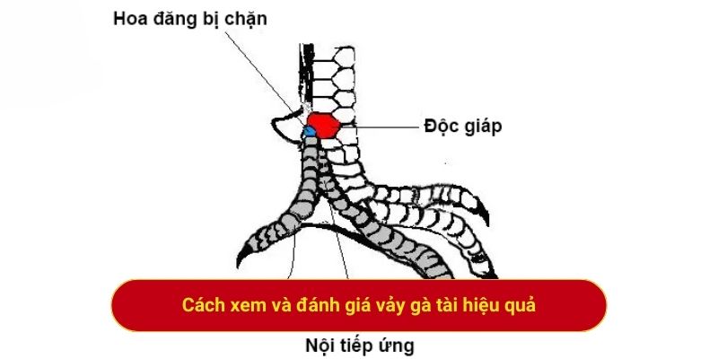 Cách xem và đánh giá vảy gà tài hiệu quả