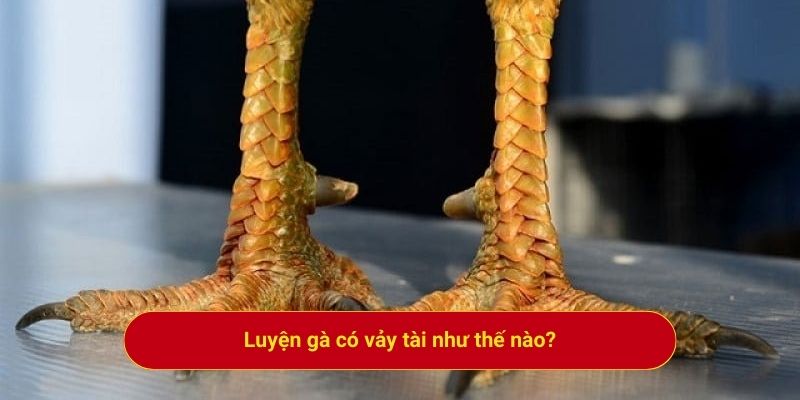 Luyện gà có vảy tài như thế nào?