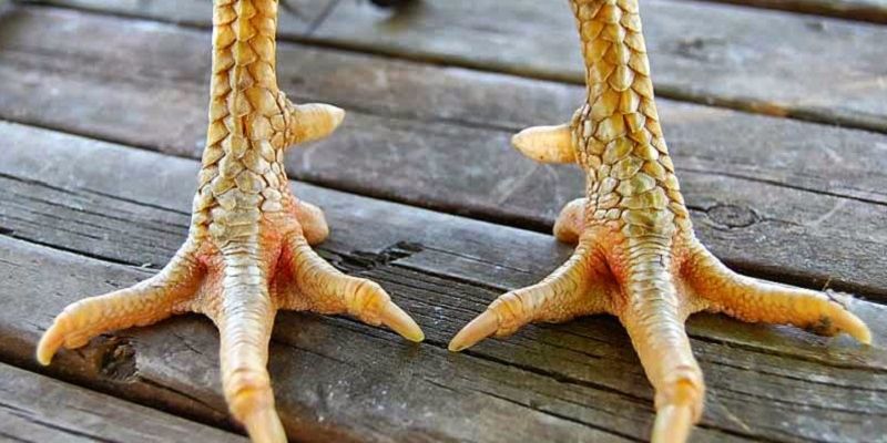 Tham khảo ý kiến chuyên gia về vảy gà xấu