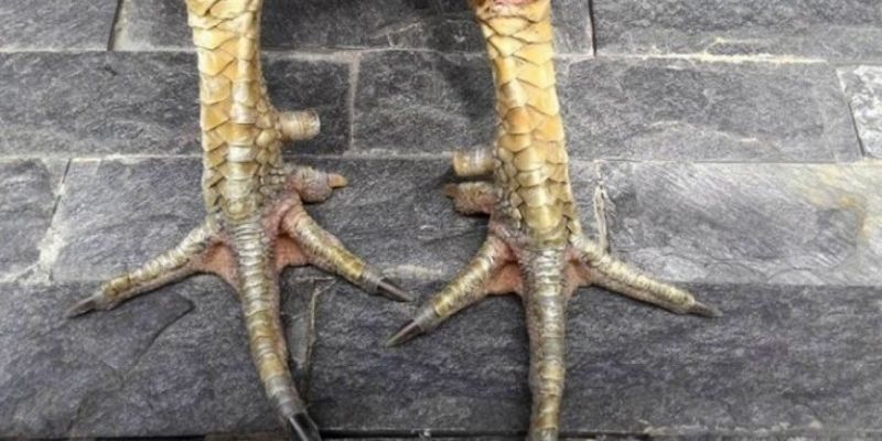 Tìm hiểu vảy gà xấu cùng Daga88