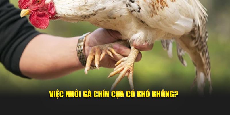 Nuôi gà chín cựa có khó không?