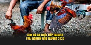Trải nghiệm xem đá gà trực tiếp tại Daga88