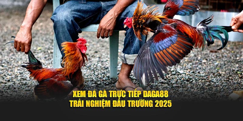 Trải nghiệm xem đá gà trực tiếp tại Daga88