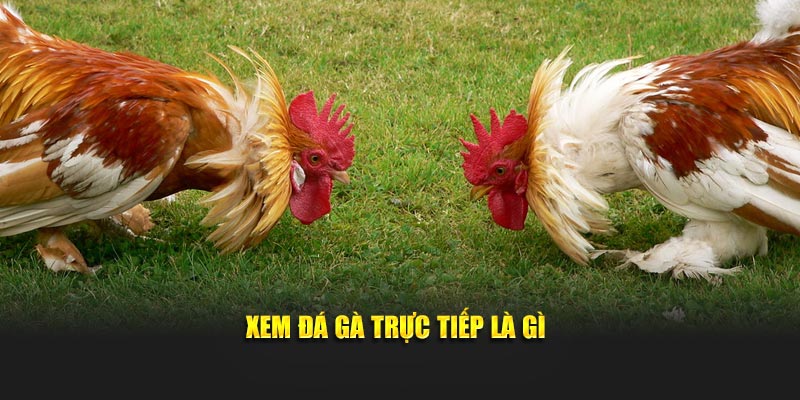 Xem đá gà trực tiếp là gì?