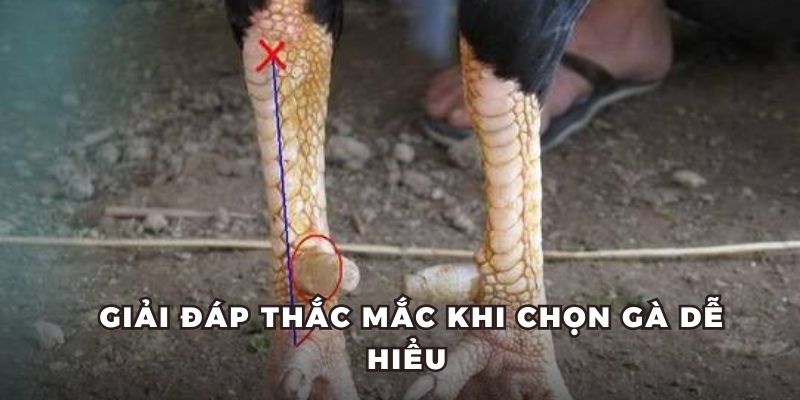 Giải đáp thắc mắc khi xem vảy gà dễ hiểu